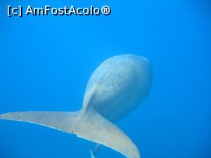 [P43] Dugong,Marsa Mubarak » foto by elenaadina
 - 
<span class="allrVoted glyphicon glyphicon-heart hidden" id="av1324161"></span>
<a class="m-l-10 hidden" id="sv1324161" onclick="voting_Foto_DelVot(,1324161,4365)" role="button">șterge vot <span class="glyphicon glyphicon-remove"></span></a>
<a id="v91324161" class=" c-red"  onclick="voting_Foto_SetVot(1324161)" role="button"><span class="glyphicon glyphicon-heart-empty"></span> <b>LIKE</b> = Votează poza</a> <img class="hidden"  id="f1324161W9" src="/imagini/loader.gif" border="0" /><span class="AjErrMes hidden" id="e1324161ErM"></span>
