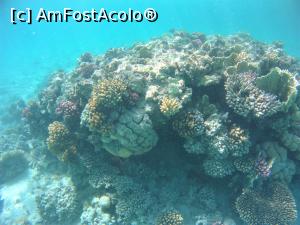 [P06] Snorkeling - in zona plajei de relaxare » foto by elenaadina
 - 
<span class="allrVoted glyphicon glyphicon-heart hidden" id="av1324124"></span>
<a class="m-l-10 hidden" id="sv1324124" onclick="voting_Foto_DelVot(,1324124,4365)" role="button">șterge vot <span class="glyphicon glyphicon-remove"></span></a>
<a id="v91324124" class=" c-red"  onclick="voting_Foto_SetVot(1324124)" role="button"><span class="glyphicon glyphicon-heart-empty"></span> <b>LIKE</b> = Votează poza</a> <img class="hidden"  id="f1324124W9" src="/imagini/loader.gif" border="0" /><span class="AjErrMes hidden" id="e1324124ErM"></span>