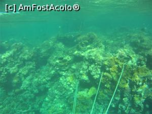 [P08] Snorkeling - in zona pontonului in capat , unde coborau safandrii » foto by elenaadina
 - 
<span class="allrVoted glyphicon glyphicon-heart hidden" id="av1324126"></span>
<a class="m-l-10 hidden" id="sv1324126" onclick="voting_Foto_DelVot(,1324126,4365)" role="button">șterge vot <span class="glyphicon glyphicon-remove"></span></a>
<a id="v91324126" class=" c-red"  onclick="voting_Foto_SetVot(1324126)" role="button"><span class="glyphicon glyphicon-heart-empty"></span> <b>LIKE</b> = Votează poza</a> <img class="hidden"  id="f1324126W9" src="/imagini/loader.gif" border="0" /><span class="AjErrMes hidden" id="e1324126ErM"></span>