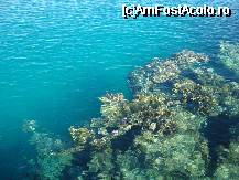 [P08] Recifuri de corali vazute de pe ponton » foto by Pami*
 - 
<span class="allrVoted glyphicon glyphicon-heart hidden" id="av38338"></span>
<a class="m-l-10 hidden" id="sv38338" onclick="voting_Foto_DelVot(,38338,4365)" role="button">șterge vot <span class="glyphicon glyphicon-remove"></span></a>
<a id="v938338" class=" c-red"  onclick="voting_Foto_SetVot(38338)" role="button"><span class="glyphicon glyphicon-heart-empty"></span> <b>LIKE</b> = Votează poza</a> <img class="hidden"  id="f38338W9" src="/imagini/loader.gif" border="0" /><span class="AjErrMes hidden" id="e38338ErM"></span>