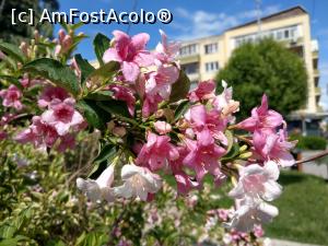 [P01] Tufe de weigela înflorite la Deva. Splendoare roz. » foto by maryka
 - 
<span class="allrVoted glyphicon glyphicon-heart hidden" id="av1232411"></span>
<a class="m-l-10 hidden" id="sv1232411" onclick="voting_Foto_DelVot(,1232411,4370)" role="button">șterge vot <span class="glyphicon glyphicon-remove"></span></a>
<a id="v91232411" class=" c-red"  onclick="voting_Foto_SetVot(1232411)" role="button"><span class="glyphicon glyphicon-heart-empty"></span> <b>LIKE</b> = Votează poza</a> <img class="hidden"  id="f1232411W9" src="/imagini/loader.gif" border="0" /><span class="AjErrMes hidden" id="e1232411ErM"></span>