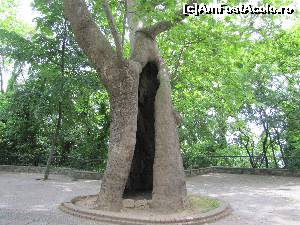 [P13] Batranul de peste un secol.  » foto by elviramvio
 - 
<span class="allrVoted glyphicon glyphicon-heart hidden" id="av652558"></span>
<a class="m-l-10 hidden" id="sv652558" onclick="voting_Foto_DelVot(,652558,4380)" role="button">șterge vot <span class="glyphicon glyphicon-remove"></span></a>
<a id="v9652558" class=" c-red"  onclick="voting_Foto_SetVot(652558)" role="button"><span class="glyphicon glyphicon-heart-empty"></span> <b>LIKE</b> = Votează poza</a> <img class="hidden"  id="f652558W9" src="/imagini/loader.gif" border="0" /><span class="AjErrMes hidden" id="e652558ErM"></span>
