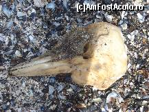 [P31] Si acest craniu cu cioc, destul de mare, cam cat capul unui om, l-am gasit la doar 2-3 m fata de cealalta 'descoperire' pe plaja din Costinesti » foto by ileanaxperta*
 - 
<span class="allrVoted glyphicon glyphicon-heart hidden" id="av145285"></span>
<a class="m-l-10 hidden" id="sv145285" onclick="voting_Foto_DelVot(,145285,4397)" role="button">șterge vot <span class="glyphicon glyphicon-remove"></span></a>
<a id="v9145285" class=" c-red"  onclick="voting_Foto_SetVot(145285)" role="button"><span class="glyphicon glyphicon-heart-empty"></span> <b>LIKE</b> = Votează poza</a> <img class="hidden"  id="f145285W9" src="/imagini/loader.gif" border="0" /><span class="AjErrMes hidden" id="e145285ErM"></span>