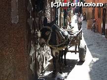 [P19] Măgăruşul parcat pe o alee lăturalnică » foto by badge®
 - 
<span class="allrVoted glyphicon glyphicon-heart hidden" id="av170513"></span>
<a class="m-l-10 hidden" id="sv170513" onclick="voting_Foto_DelVot(,170513,4416)" role="button">șterge vot <span class="glyphicon glyphicon-remove"></span></a>
<a id="v9170513" class=" c-red"  onclick="voting_Foto_SetVot(170513)" role="button"><span class="glyphicon glyphicon-heart-empty"></span> <b>LIKE</b> = Votează poza</a> <img class="hidden"  id="f170513W9" src="/imagini/loader.gif" border="0" /><span class="AjErrMes hidden" id="e170513ErM"></span>