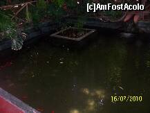 [P03] Pesti si broaste testoase printre specii rare de plante. » foto by alinaro
 - 
<span class="allrVoted glyphicon glyphicon-heart hidden" id="av265467"></span>
<a class="m-l-10 hidden" id="sv265467" onclick="voting_Foto_DelVot(,265467,4416)" role="button">șterge vot <span class="glyphicon glyphicon-remove"></span></a>
<a id="v9265467" class=" c-red"  onclick="voting_Foto_SetVot(265467)" role="button"><span class="glyphicon glyphicon-heart-empty"></span> <b>LIKE</b> = Votează poza</a> <img class="hidden"  id="f265467W9" src="/imagini/loader.gif" border="0" /><span class="AjErrMes hidden" id="e265467ErM"></span>