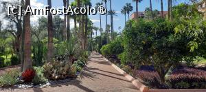 [P75] Marrakech, Complexul Hotelier Mamounia, prin Grădină, alee cu palmieri » foto by mprofeanu
 - 
<span class="allrVoted glyphicon glyphicon-heart hidden" id="av1474859"></span>
<a class="m-l-10 hidden" id="sv1474859" onclick="voting_Foto_DelVot(,1474859,4416)" role="button">șterge vot <span class="glyphicon glyphicon-remove"></span></a>
<a id="v91474859" class=" c-red"  onclick="voting_Foto_SetVot(1474859)" role="button"><span class="glyphicon glyphicon-heart-empty"></span> <b>LIKE</b> = Votează poza</a> <img class="hidden"  id="f1474859W9" src="/imagini/loader.gif" border="0" /><span class="AjErrMes hidden" id="e1474859ErM"></span>