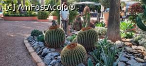 [P78] Marrakech, Complexul Hotelier Mamounia, în Grădină printre cactuși » foto by mprofeanu
 - 
<span class="allrVoted glyphicon glyphicon-heart hidden" id="av1474862"></span>
<a class="m-l-10 hidden" id="sv1474862" onclick="voting_Foto_DelVot(,1474862,4416)" role="button">șterge vot <span class="glyphicon glyphicon-remove"></span></a>
<a id="v91474862" class=" c-red"  onclick="voting_Foto_SetVot(1474862)" role="button"><span class="glyphicon glyphicon-heart-empty"></span> <b>LIKE</b> = Votează poza</a> <img class="hidden"  id="f1474862W9" src="/imagini/loader.gif" border="0" /><span class="AjErrMes hidden" id="e1474862ErM"></span>
