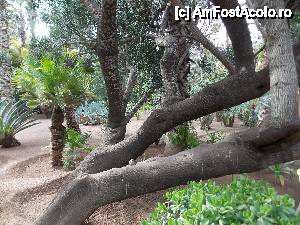 [P14] Gradinile Majorelle » foto by gilbert
 - 
<span class="allrVoted glyphicon glyphicon-heart hidden" id="av411072"></span>
<a class="m-l-10 hidden" id="sv411072" onclick="voting_Foto_DelVot(,411072,4416)" role="button">șterge vot <span class="glyphicon glyphicon-remove"></span></a>
<a id="v9411072" class=" c-red"  onclick="voting_Foto_SetVot(411072)" role="button"><span class="glyphicon glyphicon-heart-empty"></span> <b>LIKE</b> = Votează poza</a> <img class="hidden"  id="f411072W9" src="/imagini/loader.gif" border="0" /><span class="AjErrMes hidden" id="e411072ErM"></span>