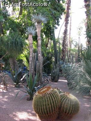 [P06] Gradinile Majorelle » foto by Lullaby
 - 
<span class="allrVoted glyphicon glyphicon-heart hidden" id="av832952"></span>
<a class="m-l-10 hidden" id="sv832952" onclick="voting_Foto_DelVot(,832952,4416)" role="button">șterge vot <span class="glyphicon glyphicon-remove"></span></a>
<a id="v9832952" class=" c-red"  onclick="voting_Foto_SetVot(832952)" role="button"><span class="glyphicon glyphicon-heart-empty"></span> <b>LIKE</b> = Votează poza</a> <img class="hidden"  id="f832952W9" src="/imagini/loader.gif" border="0" /><span class="AjErrMes hidden" id="e832952ErM"></span>
