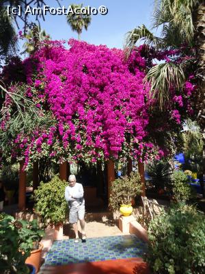 [P16] Jardin de Majorelle » foto by buterfly*
 - 
<span class="allrVoted glyphicon glyphicon-heart hidden" id="av728822"></span>
<a class="m-l-10 hidden" id="sv728822" onclick="voting_Foto_DelVot(,728822,4416)" role="button">șterge vot <span class="glyphicon glyphicon-remove"></span></a>
<a id="v9728822" class=" c-red"  onclick="voting_Foto_SetVot(728822)" role="button"><span class="glyphicon glyphicon-heart-empty"></span> <b>LIKE</b> = Votează poza</a> <img class="hidden"  id="f728822W9" src="/imagini/loader.gif" border="0" /><span class="AjErrMes hidden" id="e728822ErM"></span>