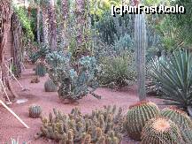[P11] Expozitia de cactusi » foto by vgaby
 - 
<span class="allrVoted glyphicon glyphicon-heart hidden" id="av264317"></span>
<a class="m-l-10 hidden" id="sv264317" onclick="voting_Foto_DelVot(,264317,4416)" role="button">șterge vot <span class="glyphicon glyphicon-remove"></span></a>
<a id="v9264317" class=" c-red"  onclick="voting_Foto_SetVot(264317)" role="button"><span class="glyphicon glyphicon-heart-empty"></span> <b>LIKE</b> = Votează poza</a> <img class="hidden"  id="f264317W9" src="/imagini/loader.gif" border="0" /><span class="AjErrMes hidden" id="e264317ErM"></span>