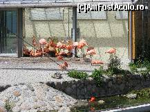 [P01] Pasari flamingo » foto by dropacel
 - 
<span class="allrVoted glyphicon glyphicon-heart hidden" id="av437455"></span>
<a class="m-l-10 hidden" id="sv437455" onclick="voting_Foto_DelVot(,437455,4424)" role="button">șterge vot <span class="glyphicon glyphicon-remove"></span></a>
<a id="v9437455" class=" c-red"  onclick="voting_Foto_SetVot(437455)" role="button"><span class="glyphicon glyphicon-heart-empty"></span> <b>LIKE</b> = Votează poza</a> <img class="hidden"  id="f437455W9" src="/imagini/loader.gif" border="0" /><span class="AjErrMes hidden" id="e437455ErM"></span>