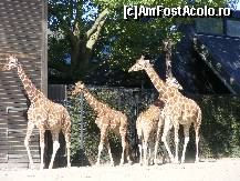 [P17] O parte a turmei de girafe » foto by dropacel
 - 
<span class="allrVoted glyphicon glyphicon-heart hidden" id="av437471"></span>
<a class="m-l-10 hidden" id="sv437471" onclick="voting_Foto_DelVot(,437471,4424)" role="button">șterge vot <span class="glyphicon glyphicon-remove"></span></a>
<a id="v9437471" class=" c-red"  onclick="voting_Foto_SetVot(437471)" role="button"><span class="glyphicon glyphicon-heart-empty"></span> <b>LIKE</b> = Votează poza</a> <img class="hidden"  id="f437471W9" src="/imagini/loader.gif" border="0" /><span class="AjErrMes hidden" id="e437471ErM"></span>