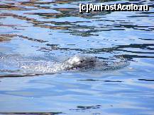 [P05] O foca inotand in bazin, din pacate foarte greu de fotografiat datorita rapiditatii cu care se deplasau » foto by dropacel
 - 
<span class="allrVoted glyphicon glyphicon-heart hidden" id="av437459"></span>
<a class="m-l-10 hidden" id="sv437459" onclick="voting_Foto_DelVot(,437459,4424)" role="button">șterge vot <span class="glyphicon glyphicon-remove"></span></a>
<a id="v9437459" class=" c-red"  onclick="voting_Foto_SetVot(437459)" role="button"><span class="glyphicon glyphicon-heart-empty"></span> <b>LIKE</b> = Votează poza</a> <img class="hidden"  id="f437459W9" src="/imagini/loader.gif" border="0" /><span class="AjErrMes hidden" id="e437459ErM"></span>
