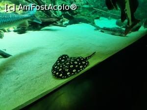 [P11] Pisica de mare de apa dulce » foto by danah71
 - 
<span class="allrVoted glyphicon glyphicon-heart hidden" id="av1361884"></span>
<a class="m-l-10 hidden" id="sv1361884" onclick="voting_Foto_DelVot(,1361884,4424)" role="button">șterge vot <span class="glyphicon glyphicon-remove"></span></a>
<a id="v91361884" class=" c-red"  onclick="voting_Foto_SetVot(1361884)" role="button"><span class="glyphicon glyphicon-heart-empty"></span> <b>LIKE</b> = Votează poza</a> <img class="hidden"  id="f1361884W9" src="/imagini/loader.gif" border="0" /><span class="AjErrMes hidden" id="e1361884ErM"></span>