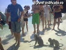 [P11] Monky Bay cu gazde foarte primitoare » foto by gabitza76
 - 
<span class="allrVoted glyphicon glyphicon-heart hidden" id="av39620"></span>
<a class="m-l-10 hidden" id="sv39620" onclick="voting_Foto_DelVot(,39620,4448)" role="button">șterge vot <span class="glyphicon glyphicon-remove"></span></a>
<a id="v939620" class=" c-red"  onclick="voting_Foto_SetVot(39620)" role="button"><span class="glyphicon glyphicon-heart-empty"></span> <b>LIKE</b> = Votează poza</a> <img class="hidden"  id="f39620W9" src="/imagini/loader.gif" border="0" /><span class="AjErrMes hidden" id="e39620ErM"></span>
