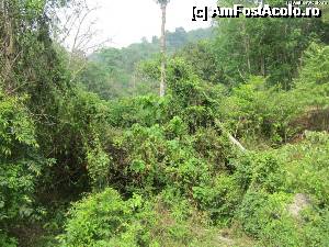 [P06] Jungla » foto by thomas_cristi
 - 
<span class="allrVoted glyphicon glyphicon-heart hidden" id="av497971"></span>
<a class="m-l-10 hidden" id="sv497971" onclick="voting_Foto_DelVot(,497971,4448)" role="button">șterge vot <span class="glyphicon glyphicon-remove"></span></a>
<a id="v9497971" class=" c-red"  onclick="voting_Foto_SetVot(497971)" role="button"><span class="glyphicon glyphicon-heart-empty"></span> <b>LIKE</b> = Votează poza</a> <img class="hidden"  id="f497971W9" src="/imagini/loader.gif" border="0" /><span class="AjErrMes hidden" id="e497971ErM"></span>