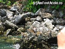 [P14] Locuitorii Insulei Maimutelor » foto by lizuk
 - 
<span class="allrVoted glyphicon glyphicon-heart hidden" id="av39207"></span>
<a class="m-l-10 hidden" id="sv39207" onclick="voting_Foto_DelVot(,39207,4448)" role="button">șterge vot <span class="glyphicon glyphicon-remove"></span></a>
<a id="v939207" class=" c-red"  onclick="voting_Foto_SetVot(39207)" role="button"><span class="glyphicon glyphicon-heart-empty"></span> <b>LIKE</b> = Votează poza</a> <img class="hidden"  id="f39207W9" src="/imagini/loader.gif" border="0" /><span class="AjErrMes hidden" id="e39207ErM"></span>