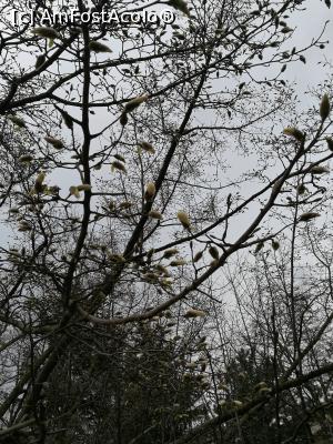 [P02] Și nici magnoliile nu mai au mult...  » foto by crismis
 - 
<span class="allrVoted glyphicon glyphicon-heart hidden" id="av843981"></span>
<a class="m-l-10 hidden" id="sv843981" onclick="voting_Foto_DelVot(,843981,4457)" role="button">șterge vot <span class="glyphicon glyphicon-remove"></span></a>
<a id="v9843981" class=" c-red"  onclick="voting_Foto_SetVot(843981)" role="button"><span class="glyphicon glyphicon-heart-empty"></span> <b>LIKE</b> = Votează poza</a> <img class="hidden"  id="f843981W9" src="/imagini/loader.gif" border="0" /><span class="AjErrMes hidden" id="e843981ErM"></span>