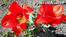 [P63]  -- <small>// FĂRĂ DESCRIERE</small> » foto by cotoranu
 - 
<span class="allrVoted glyphicon glyphicon-heart hidden" id="av396476"></span>
<a class="m-l-10 hidden" id="sv396476" onclick="voting_Foto_DelVot(,396476,4457)" role="button">șterge vot <span class="glyphicon glyphicon-remove"></span></a>
<a id="v9396476" class=" c-red"  onclick="voting_Foto_SetVot(396476)" role="button"><span class="glyphicon glyphicon-heart-empty"></span> <b>LIKE</b> = Votează poza</a> <img class="hidden"  id="f396476W9" src="/imagini/loader.gif" border="0" /><span class="AjErrMes hidden" id="e396476ErM"></span>