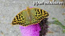 [P64]  -- <small>// FĂRĂ DESCRIERE</small> » foto by cotoranu
 - 
<span class="allrVoted glyphicon glyphicon-heart hidden" id="av396477"></span>
<a class="m-l-10 hidden" id="sv396477" onclick="voting_Foto_DelVot(,396477,4457)" role="button">șterge vot <span class="glyphicon glyphicon-remove"></span></a>
<a id="v9396477" class=" c-red"  onclick="voting_Foto_SetVot(396477)" role="button"><span class="glyphicon glyphicon-heart-empty"></span> <b>LIKE</b> = Votează poza</a> <img class="hidden"  id="f396477W9" src="/imagini/loader.gif" border="0" /><span class="AjErrMes hidden" id="e396477ErM"></span>