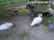 [P16] O lebădă şi-un ... lebădoi la Zoo Bucov !!! » foto by RobertCodescu
 - 
<span class="allrVoted glyphicon glyphicon-heart hidden" id="av245266"></span>
<a class="m-l-10 hidden" id="sv245266" onclick="voting_Foto_DelVot(,245266,4463)" role="button">șterge vot <span class="glyphicon glyphicon-remove"></span></a>
<a id="v9245266" class=" c-red"  onclick="voting_Foto_SetVot(245266)" role="button"><span class="glyphicon glyphicon-heart-empty"></span> <b>LIKE</b> = Votează poza</a> <img class="hidden"  id="f245266W9" src="/imagini/loader.gif" border="0" /><span class="AjErrMes hidden" id="e245266ErM"></span>
