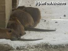 [P02] Nutrii la Zoo Bucov » foto by RobertCodescu
 - 
<span class="allrVoted glyphicon glyphicon-heart hidden" id="av245252"></span>
<a class="m-l-10 hidden" id="sv245252" onclick="voting_Foto_DelVot(,245252,4463)" role="button">șterge vot <span class="glyphicon glyphicon-remove"></span></a>
<a id="v9245252" class=" c-red"  onclick="voting_Foto_SetVot(245252)" role="button"><span class="glyphicon glyphicon-heart-empty"></span> <b>LIKE</b> = Votează poza</a> <img class="hidden"  id="f245252W9" src="/imagini/loader.gif" border="0" /><span class="AjErrMes hidden" id="e245252ErM"></span>