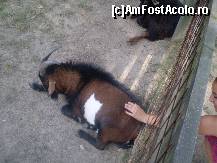 [P25] Şi fiindcă NU erau animale periculoase, puţină mângâiere !!! » foto by RobertCodescu
 - 
<span class="allrVoted glyphicon glyphicon-heart hidden" id="av245275"></span>
<a class="m-l-10 hidden" id="sv245275" onclick="voting_Foto_DelVot(,245275,4463)" role="button">șterge vot <span class="glyphicon glyphicon-remove"></span></a>
<a id="v9245275" class=" c-red"  onclick="voting_Foto_SetVot(245275)" role="button"><span class="glyphicon glyphicon-heart-empty"></span> <b>LIKE</b> = Votează poza</a> <img class="hidden"  id="f245275W9" src="/imagini/loader.gif" border="0" /><span class="AjErrMes hidden" id="e245275ErM"></span>