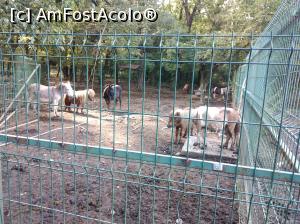 [P14] Zoo Ploiești, Bucov » foto by Mioritik
 - 
<span class="allrVoted glyphicon glyphicon-heart hidden" id="av1247796"></span>
<a class="m-l-10 hidden" id="sv1247796" onclick="voting_Foto_DelVot(,1247796,4463)" role="button">șterge vot <span class="glyphicon glyphicon-remove"></span></a>
<a id="v91247796" class=" c-red"  onclick="voting_Foto_SetVot(1247796)" role="button"><span class="glyphicon glyphicon-heart-empty"></span> <b>LIKE</b> = Votează poza</a> <img class="hidden"  id="f1247796W9" src="/imagini/loader.gif" border="0" /><span class="AjErrMes hidden" id="e1247796ErM"></span>