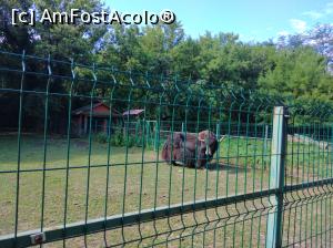 [P16] Zoo Ploiești, Bucov » foto by Mioritik
 - 
<span class="allrVoted glyphicon glyphicon-heart hidden" id="av1247798"></span>
<a class="m-l-10 hidden" id="sv1247798" onclick="voting_Foto_DelVot(,1247798,4463)" role="button">șterge vot <span class="glyphicon glyphicon-remove"></span></a>
<a id="v91247798" class=" c-red"  onclick="voting_Foto_SetVot(1247798)" role="button"><span class="glyphicon glyphicon-heart-empty"></span> <b>LIKE</b> = Votează poza</a> <img class="hidden"  id="f1247798W9" src="/imagini/loader.gif" border="0" /><span class="AjErrMes hidden" id="e1247798ErM"></span>