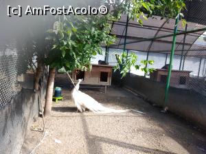 [P02] Zoo Ploiești, Bucov » foto by Mioritik
 - 
<span class="allrVoted glyphicon glyphicon-heart hidden" id="av1247784"></span>
<a class="m-l-10 hidden" id="sv1247784" onclick="voting_Foto_DelVot(,1247784,4463)" role="button">șterge vot <span class="glyphicon glyphicon-remove"></span></a>
<a id="v91247784" class=" c-red"  onclick="voting_Foto_SetVot(1247784)" role="button"><span class="glyphicon glyphicon-heart-empty"></span> <b>LIKE</b> = Votează poza</a> <img class="hidden"  id="f1247784W9" src="/imagini/loader.gif" border="0" /><span class="AjErrMes hidden" id="e1247784ErM"></span>
