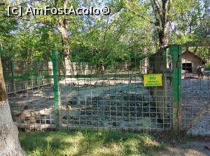 [P27] Zoo Ploiești, Bucov » foto by Mioritik
 - 
<span class="allrVoted glyphicon glyphicon-heart hidden" id="av1247809"></span>
<a class="m-l-10 hidden" id="sv1247809" onclick="voting_Foto_DelVot(,1247809,4463)" role="button">șterge vot <span class="glyphicon glyphicon-remove"></span></a>
<a id="v91247809" class=" c-red"  onclick="voting_Foto_SetVot(1247809)" role="button"><span class="glyphicon glyphicon-heart-empty"></span> <b>LIKE</b> = Votează poza</a> <img class="hidden"  id="f1247809W9" src="/imagini/loader.gif" border="0" /><span class="AjErrMes hidden" id="e1247809ErM"></span>