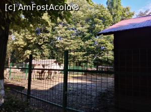 [P28] Zoo Ploiești, Bucov » foto by Mioritik
 - 
<span class="allrVoted glyphicon glyphicon-heart hidden" id="av1247810"></span>
<a class="m-l-10 hidden" id="sv1247810" onclick="voting_Foto_DelVot(,1247810,4463)" role="button">șterge vot <span class="glyphicon glyphicon-remove"></span></a>
<a id="v91247810" class=" c-red"  onclick="voting_Foto_SetVot(1247810)" role="button"><span class="glyphicon glyphicon-heart-empty"></span> <b>LIKE</b> = Votează poza</a> <img class="hidden"  id="f1247810W9" src="/imagini/loader.gif" border="0" /><span class="AjErrMes hidden" id="e1247810ErM"></span>