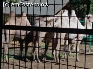 [P30] Zoo Ploiești, Bucov » foto by Mioritik
 - 
<span class="allrVoted glyphicon glyphicon-heart hidden" id="av1247812"></span>
<a class="m-l-10 hidden" id="sv1247812" onclick="voting_Foto_DelVot(,1247812,4463)" role="button">șterge vot <span class="glyphicon glyphicon-remove"></span></a>
<a id="v91247812" class=" c-red"  onclick="voting_Foto_SetVot(1247812)" role="button"><span class="glyphicon glyphicon-heart-empty"></span> <b>LIKE</b> = Votează poza</a> <img class="hidden"  id="f1247812W9" src="/imagini/loader.gif" border="0" /><span class="AjErrMes hidden" id="e1247812ErM"></span>