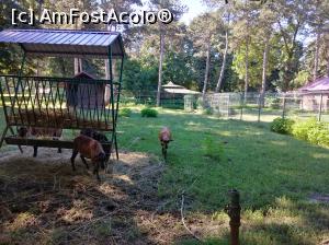 [P34] Zoo Ploiești, Bucov » foto by Mioritik
 - 
<span class="allrVoted glyphicon glyphicon-heart hidden" id="av1247816"></span>
<a class="m-l-10 hidden" id="sv1247816" onclick="voting_Foto_DelVot(,1247816,4463)" role="button">șterge vot <span class="glyphicon glyphicon-remove"></span></a>
<a id="v91247816" class=" c-red"  onclick="voting_Foto_SetVot(1247816)" role="button"><span class="glyphicon glyphicon-heart-empty"></span> <b>LIKE</b> = Votează poza</a> <img class="hidden"  id="f1247816W9" src="/imagini/loader.gif" border="0" /><span class="AjErrMes hidden" id="e1247816ErM"></span>