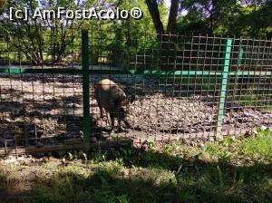 [P36] Zoo Ploiești, Bucov » foto by Mioritik
 - 
<span class="allrVoted glyphicon glyphicon-heart hidden" id="av1247818"></span>
<a class="m-l-10 hidden" id="sv1247818" onclick="voting_Foto_DelVot(,1247818,4463)" role="button">șterge vot <span class="glyphicon glyphicon-remove"></span></a>
<a id="v91247818" class=" c-red"  onclick="voting_Foto_SetVot(1247818)" role="button"><span class="glyphicon glyphicon-heart-empty"></span> <b>LIKE</b> = Votează poza</a> <img class="hidden"  id="f1247818W9" src="/imagini/loader.gif" border="0" /><span class="AjErrMes hidden" id="e1247818ErM"></span>