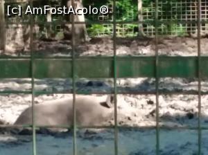 [P37] Zoo Ploiești, Bucov » foto by Mioritik
 - 
<span class="allrVoted glyphicon glyphicon-heart hidden" id="av1247819"></span>
<a class="m-l-10 hidden" id="sv1247819" onclick="voting_Foto_DelVot(,1247819,4463)" role="button">șterge vot <span class="glyphicon glyphicon-remove"></span></a>
<a id="v91247819" class=" c-red"  onclick="voting_Foto_SetVot(1247819)" role="button"><span class="glyphicon glyphicon-heart-empty"></span> <b>LIKE</b> = Votează poza</a> <img class="hidden"  id="f1247819W9" src="/imagini/loader.gif" border="0" /><span class="AjErrMes hidden" id="e1247819ErM"></span>