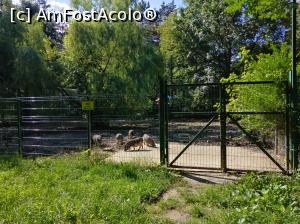 [P39] Zoo Ploiești, Bucov » foto by Mioritik
 - 
<span class="allrVoted glyphicon glyphicon-heart hidden" id="av1247821"></span>
<a class="m-l-10 hidden" id="sv1247821" onclick="voting_Foto_DelVot(,1247821,4463)" role="button">șterge vot <span class="glyphicon glyphicon-remove"></span></a>
<a id="v91247821" class=" c-red"  onclick="voting_Foto_SetVot(1247821)" role="button"><span class="glyphicon glyphicon-heart-empty"></span> <b>LIKE</b> = Votează poza</a> <img class="hidden"  id="f1247821W9" src="/imagini/loader.gif" border="0" /><span class="AjErrMes hidden" id="e1247821ErM"></span>