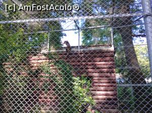 [P42] Zoo Ploiești, Bucov » foto by Mioritik
 - 
<span class="allrVoted glyphicon glyphicon-heart hidden" id="av1247824"></span>
<a class="m-l-10 hidden" id="sv1247824" onclick="voting_Foto_DelVot(,1247824,4463)" role="button">șterge vot <span class="glyphicon glyphicon-remove"></span></a>
<a id="v91247824" class=" c-red"  onclick="voting_Foto_SetVot(1247824)" role="button"><span class="glyphicon glyphicon-heart-empty"></span> <b>LIKE</b> = Votează poza</a> <img class="hidden"  id="f1247824W9" src="/imagini/loader.gif" border="0" /><span class="AjErrMes hidden" id="e1247824ErM"></span>