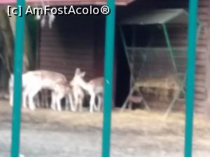 [P06] Zoo Ploiești, Bucov » foto by Mioritik
 - 
<span class="allrVoted glyphicon glyphicon-heart hidden" id="av1247788"></span>
<a class="m-l-10 hidden" id="sv1247788" onclick="voting_Foto_DelVot(,1247788,4463)" role="button">șterge vot <span class="glyphicon glyphicon-remove"></span></a>
<a id="v91247788" class=" c-red"  onclick="voting_Foto_SetVot(1247788)" role="button"><span class="glyphicon glyphicon-heart-empty"></span> <b>LIKE</b> = Votează poza</a> <img class="hidden"  id="f1247788W9" src="/imagini/loader.gif" border="0" /><span class="AjErrMes hidden" id="e1247788ErM"></span>