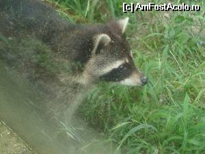 [P10] Ratonul se plimba neîncetat.  » foto by Floryn81
 - 
<span class="allrVoted glyphicon glyphicon-heart hidden" id="av534674"></span>
<a class="m-l-10 hidden" id="sv534674" onclick="voting_Foto_DelVot(,534674,4463)" role="button">șterge vot <span class="glyphicon glyphicon-remove"></span></a>
<a id="v9534674" class=" c-red"  onclick="voting_Foto_SetVot(534674)" role="button"><span class="glyphicon glyphicon-heart-empty"></span> <b>LIKE</b> = Votează poza</a> <img class="hidden"  id="f534674W9" src="/imagini/loader.gif" border="0" /><span class="AjErrMes hidden" id="e534674ErM"></span>