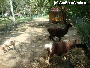 [P15] O lamă Alpaca locuiește împreună cu poneii.  » foto by Floryn81
 - 
<span class="allrVoted glyphicon glyphicon-heart hidden" id="av534683"></span>
<a class="m-l-10 hidden" id="sv534683" onclick="voting_Foto_DelVot(,534683,4463)" role="button">șterge vot <span class="glyphicon glyphicon-remove"></span></a>
<a id="v9534683" class=" c-red"  onclick="voting_Foto_SetVot(534683)" role="button"><span class="glyphicon glyphicon-heart-empty"></span> <b>LIKE</b> = Votează poza</a> <img class="hidden"  id="f534683W9" src="/imagini/loader.gif" border="0" /><span class="AjErrMes hidden" id="e534683ErM"></span>
