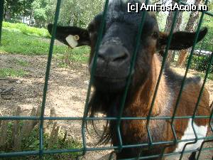 [P16] Hello! Vrei să te joci cu mine?  » foto by Floryn81
 - 
<span class="allrVoted glyphicon glyphicon-heart hidden" id="av534685"></span>
<a class="m-l-10 hidden" id="sv534685" onclick="voting_Foto_DelVot(,534685,4463)" role="button">șterge vot <span class="glyphicon glyphicon-remove"></span></a>
<a id="v9534685" class=" c-red"  onclick="voting_Foto_SetVot(534685)" role="button"><span class="glyphicon glyphicon-heart-empty"></span> <b>LIKE</b> = Votează poza</a> <img class="hidden"  id="f534685W9" src="/imagini/loader.gif" border="0" /><span class="AjErrMes hidden" id="e534685ErM"></span>