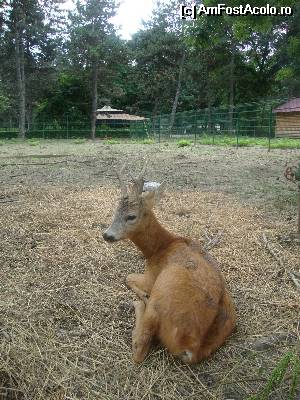 [P23] Semăn cu Bambi, nu-i așa?!  » foto by Floryn81
 - 
<span class="allrVoted glyphicon glyphicon-heart hidden" id="av534695"></span>
<a class="m-l-10 hidden" id="sv534695" onclick="voting_Foto_DelVot(,534695,4463)" role="button">șterge vot <span class="glyphicon glyphicon-remove"></span></a>
<a id="v9534695" class=" c-red"  onclick="voting_Foto_SetVot(534695)" role="button"><span class="glyphicon glyphicon-heart-empty"></span> <b>LIKE</b> = Votează poza</a> <img class="hidden"  id="f534695W9" src="/imagini/loader.gif" border="0" /><span class="AjErrMes hidden" id="e534695ErM"></span>