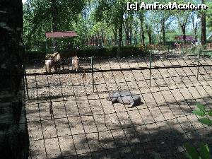 [P01] Animalute dragute » foto by laura mihaela
 - 
<span class="allrVoted glyphicon glyphicon-heart hidden" id="av613402"></span>
<a class="m-l-10 hidden" id="sv613402" onclick="voting_Foto_DelVot(,613402,4463)" role="button">șterge vot <span class="glyphicon glyphicon-remove"></span></a>
<a id="v9613402" class=" c-red"  onclick="voting_Foto_SetVot(613402)" role="button"><span class="glyphicon glyphicon-heart-empty"></span> <b>LIKE</b> = Votează poza</a> <img class="hidden"  id="f613402W9" src="/imagini/loader.gif" border="0" /><span class="AjErrMes hidden" id="e613402ErM"></span>