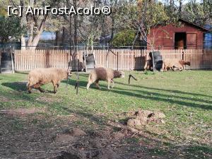 [P01] Animale din Gradina zoologica Bucov » foto by ⭐ValentinB_88⭐
 - 
<span class="allrVoted glyphicon glyphicon-heart hidden" id="av1210194"></span>
<a class="m-l-10 hidden" id="sv1210194" onclick="voting_Foto_DelVot(,1210194,4463)" role="button">șterge vot <span class="glyphicon glyphicon-remove"></span></a>
<a id="v91210194" class=" c-red"  onclick="voting_Foto_SetVot(1210194)" role="button"><span class="glyphicon glyphicon-heart-empty"></span> <b>LIKE</b> = Votează poza</a> <img class="hidden"  id="f1210194W9" src="/imagini/loader.gif" border="0" /><span class="AjErrMes hidden" id="e1210194ErM"></span>
