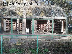 [P03] Animale din Gradina zoologica Bucov » foto by ⭐ValentinB_88⭐
 - 
<span class="allrVoted glyphicon glyphicon-heart hidden" id="av1210196"></span>
<a class="m-l-10 hidden" id="sv1210196" onclick="voting_Foto_DelVot(,1210196,4463)" role="button">șterge vot <span class="glyphicon glyphicon-remove"></span></a>
<a id="v91210196" class=" c-red"  onclick="voting_Foto_SetVot(1210196)" role="button"><span class="glyphicon glyphicon-heart-empty"></span> <b>LIKE</b> = Votează poza</a> <img class="hidden"  id="f1210196W9" src="/imagini/loader.gif" border="0" /><span class="AjErrMes hidden" id="e1210196ErM"></span>