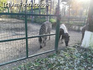 [P04] Animale din Gradina zoologica Bucov » foto by ⭐ValentinB_88⭐
 - 
<span class="allrVoted glyphicon glyphicon-heart hidden" id="av1210197"></span>
<a class="m-l-10 hidden" id="sv1210197" onclick="voting_Foto_DelVot(,1210197,4463)" role="button">șterge vot <span class="glyphicon glyphicon-remove"></span></a>
<a id="v91210197" class=" c-red"  onclick="voting_Foto_SetVot(1210197)" role="button"><span class="glyphicon glyphicon-heart-empty"></span> <b>LIKE</b> = Votează poza</a> <img class="hidden"  id="f1210197W9" src="/imagini/loader.gif" border="0" /><span class="AjErrMes hidden" id="e1210197ErM"></span>