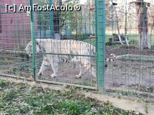 [P06] Animale din Gradina zoologica Bucov » foto by ⭐ValentinB_88⭐
 - 
<span class="allrVoted glyphicon glyphicon-heart hidden" id="av1210199"></span>
<a class="m-l-10 hidden" id="sv1210199" onclick="voting_Foto_DelVot(,1210199,4463)" role="button">șterge vot <span class="glyphicon glyphicon-remove"></span></a>
<a id="v91210199" class=" c-red"  onclick="voting_Foto_SetVot(1210199)" role="button"><span class="glyphicon glyphicon-heart-empty"></span> <b>LIKE</b> = Votează poza</a> <img class="hidden"  id="f1210199W9" src="/imagini/loader.gif" border="0" /><span class="AjErrMes hidden" id="e1210199ErM"></span>
