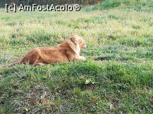 [P07] Animale din Gradina zoologica Bucov » foto by ⭐ValentinB_88⭐
 - 
<span class="allrVoted glyphicon glyphicon-heart hidden" id="av1210200"></span>
<a class="m-l-10 hidden" id="sv1210200" onclick="voting_Foto_DelVot(,1210200,4463)" role="button">șterge vot <span class="glyphicon glyphicon-remove"></span></a>
<a id="v91210200" class=" c-red"  onclick="voting_Foto_SetVot(1210200)" role="button"><span class="glyphicon glyphicon-heart-empty"></span> <b>LIKE</b> = Votează poza</a> <img class="hidden"  id="f1210200W9" src="/imagini/loader.gif" border="0" /><span class="AjErrMes hidden" id="e1210200ErM"></span>